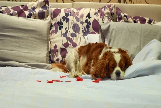 Best Extended Stay Hotels with Pet-Friendly Policies