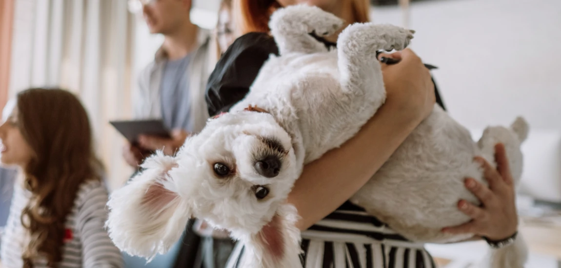 Best Hotel Brands for Pet-Friendly Business Travel