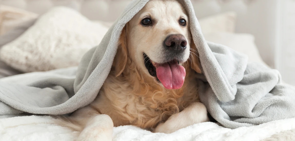 Top Pet-Friendly Airport Hotels Around the World