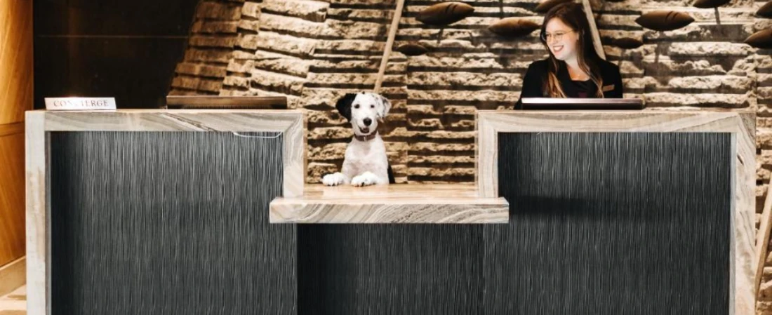 Top Pet-Friendly Airport Hotels Around the World