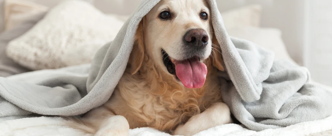 Best Extended Stay Hotels with Pet-Friendly Policies