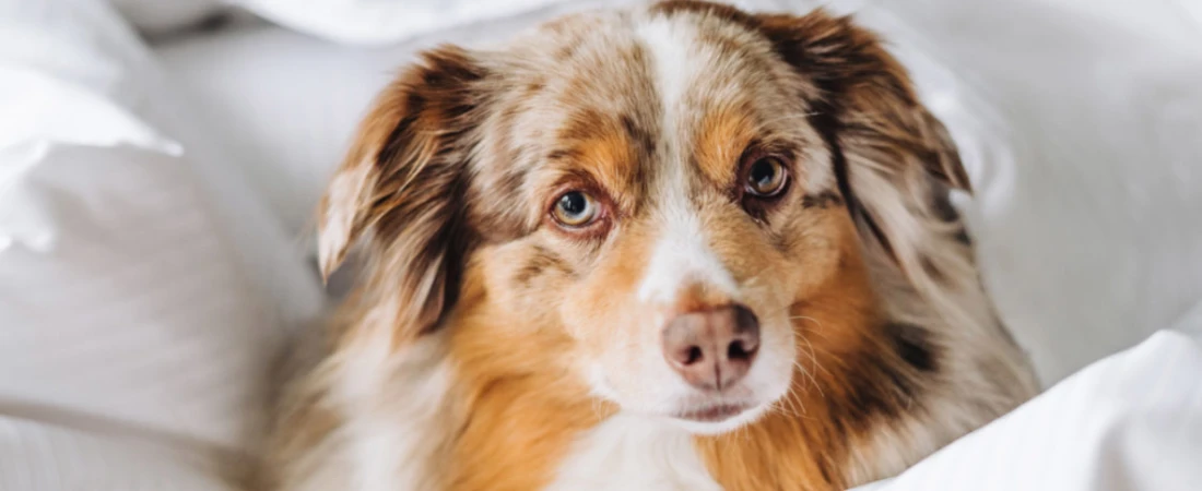 Best Extended Stay Hotels with Pet-Friendly Policies