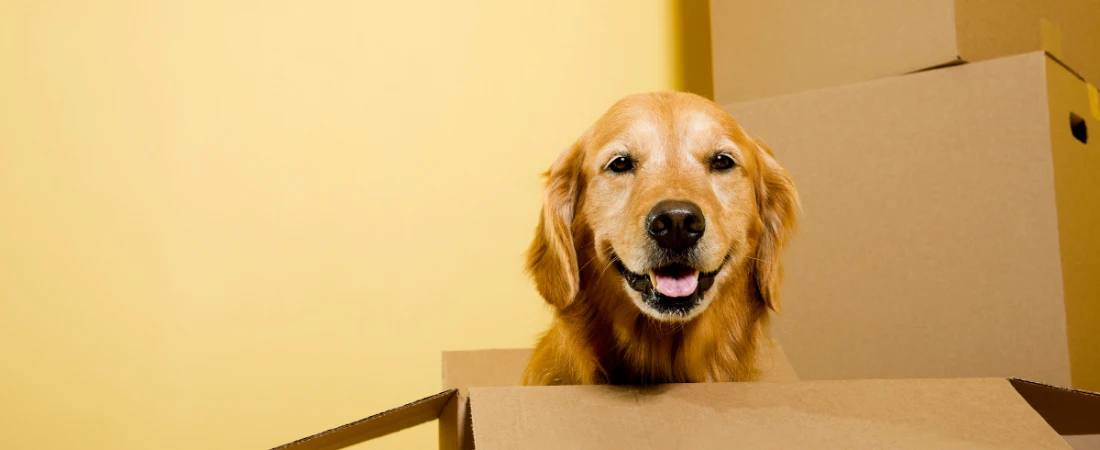Extended Stay Hotels for Relocation: What to Look For