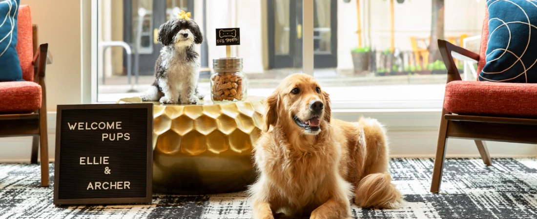 Best Hotel Brands for Pet-Friendly Business Travel