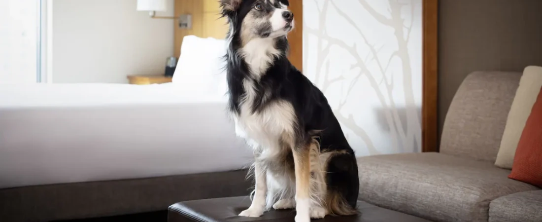 Best Hotel Brands for Pet-Friendly Business Travel